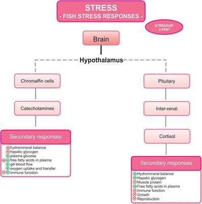 Essential Oils as Stress-Reducing Agents for Fish Aquaculture: A Review